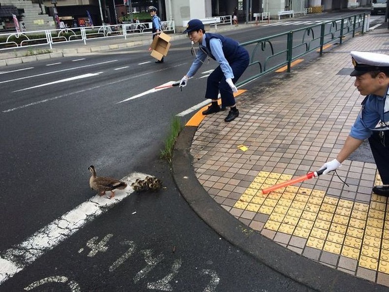 Японы цагдаа нар дэгдээхэйнүүдээ дагуулсан нугасыг аюулгүй зам гаргаж өгч байгаа нь