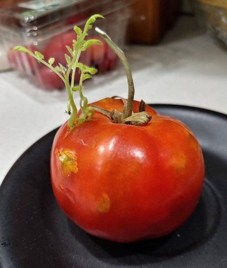 Мартагдсан улаан лооль соёолсон байгаа нь