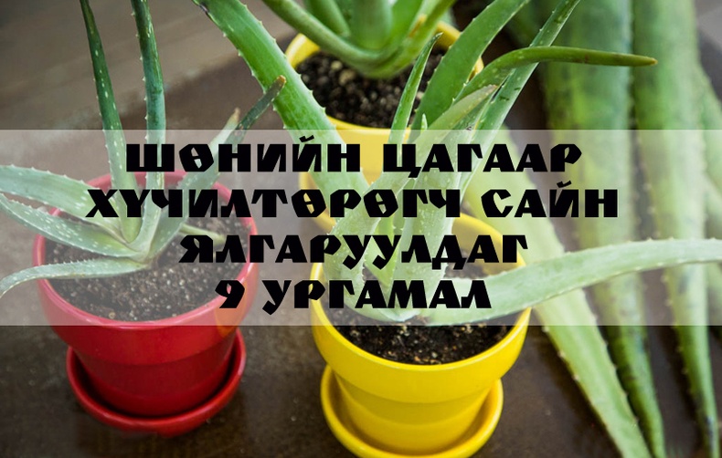 Тасалгааны агаарыг цэвэршүүлж, гэрт эерэг энергийг авчрах 9 ургамал