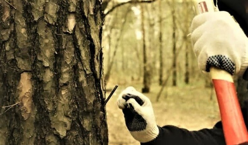 Хулгайн мод бэлтгэгчдээс ойг хамгаалах хамгийн эртний бөгөөд найдвартай арга