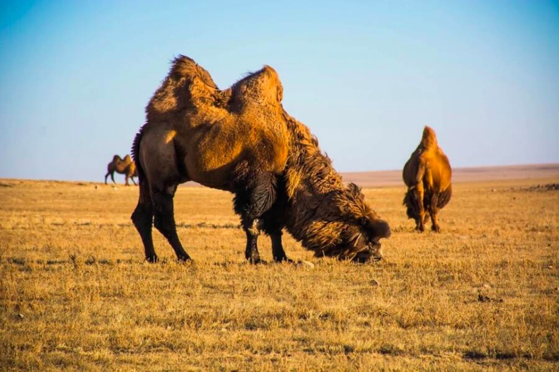 27 мянган жилийн тэртээ устаж үгүй болсон тэмээний төрөл зүйлийн сүүлчийн сүрэг манай оронд нутаглаж байжээ