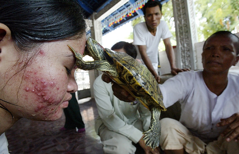 Яст мэлхийн эмчилгээ - Камбож