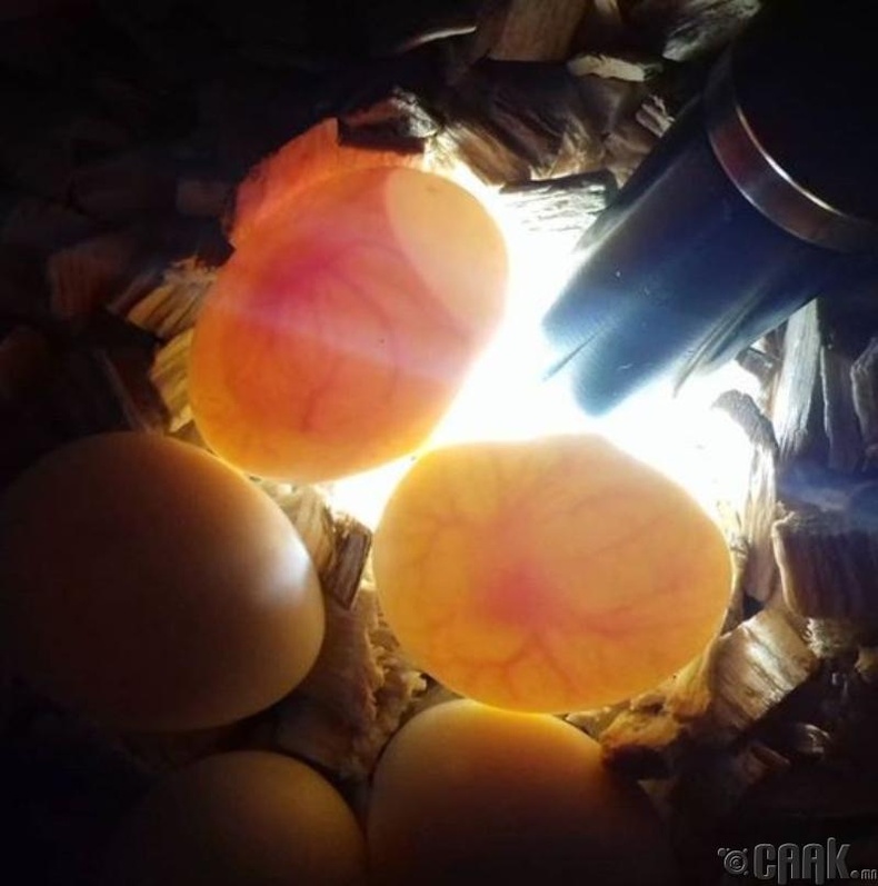 Хиймлээр үржүүлсэн өндөг хоргүй