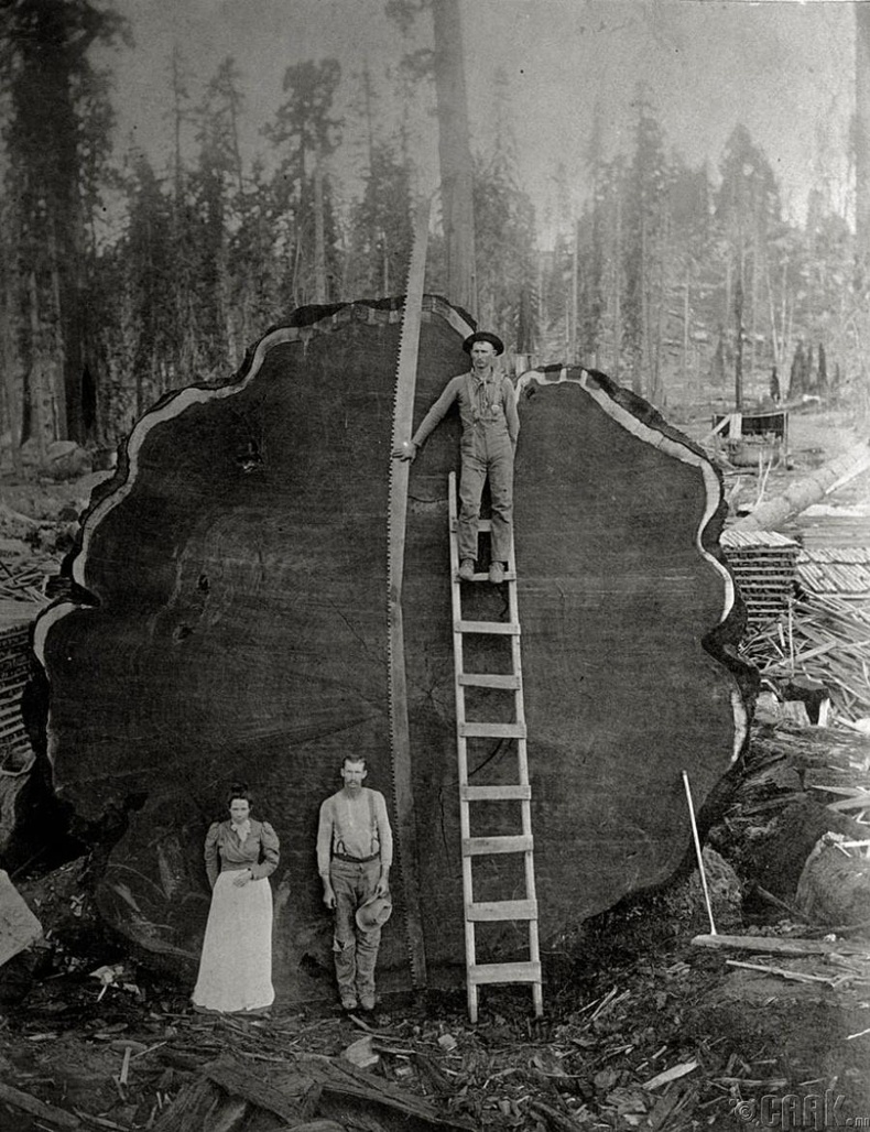 Аварга том модыг унагасан сүхчид, Калифорни, 1892 он