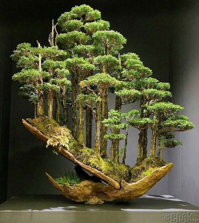 16000 доллараар зарагдсан Бонсай мод