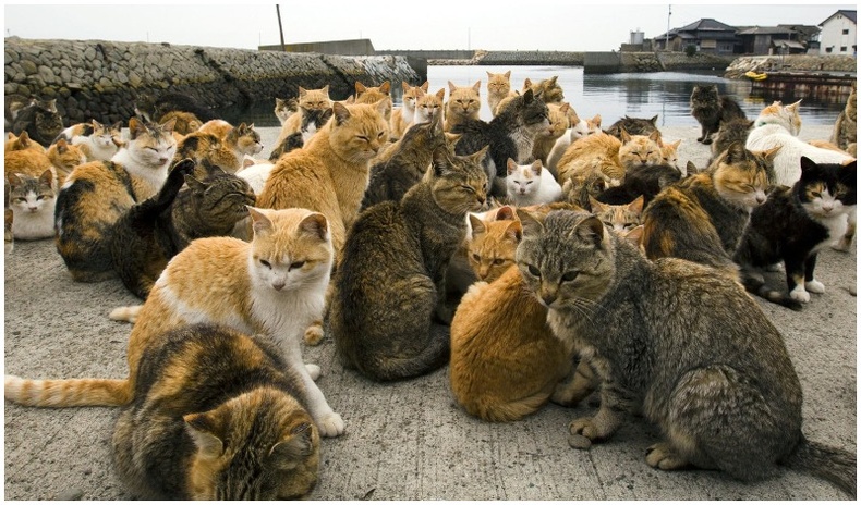 "Муурны диваажин" - 100 хүн, 400 муур амьдардаг Японы ер бусын арал
