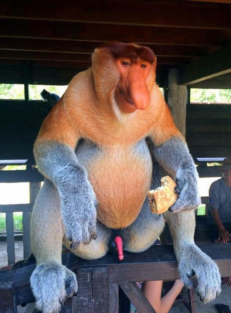 Зөвхөн Борнео аралд амьдардаг урт хамарт сармагчин