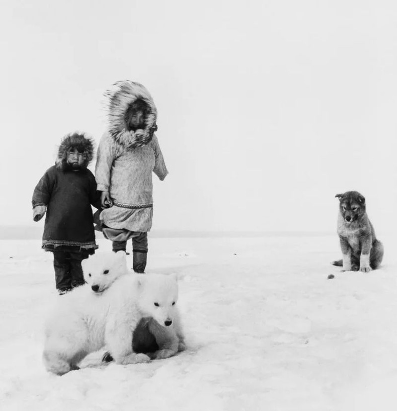 Аляскийн уугуул иргэд цагаан баавгайн 2 бамбарууштай таарсан нь, 1955
