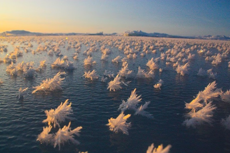 Антарктидын "мөсөн цэцэгс"