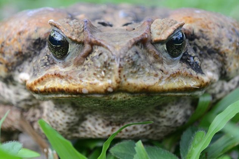 Нишиний бах (Rhinella marina)