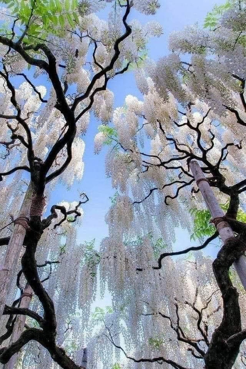 Японы цагаан уд мод