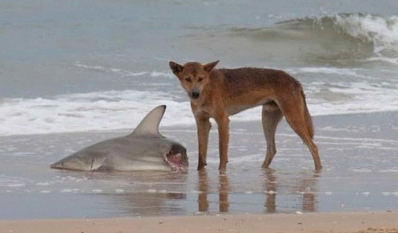 Австрали тивийн хамгийн аюултай амьтан - Зэрлэг нохой "динго"-гийн түүх