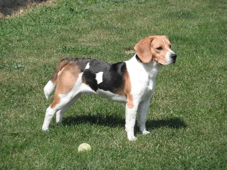 Бигл (Beagle)