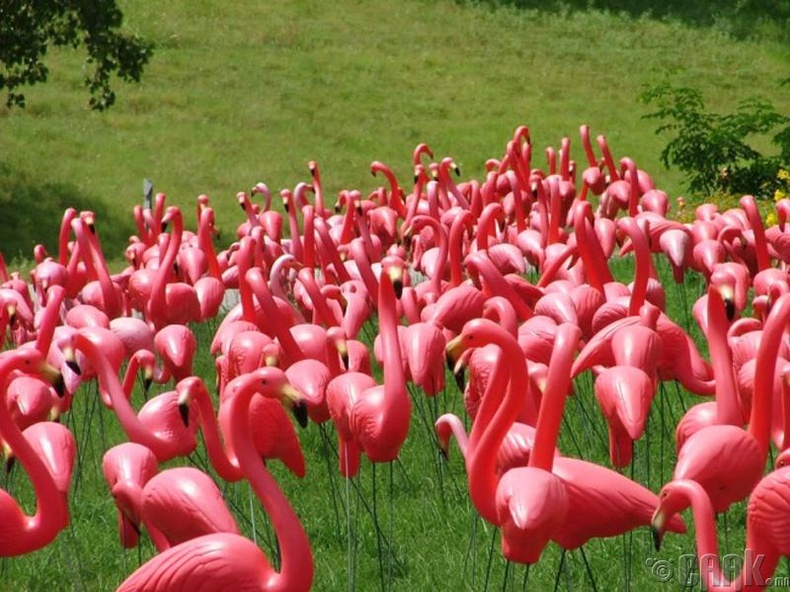 Хиймэл фламинго жинхэнээсээ олон байдаг