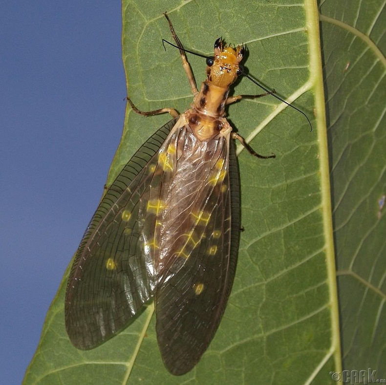 "Dobsonfly"