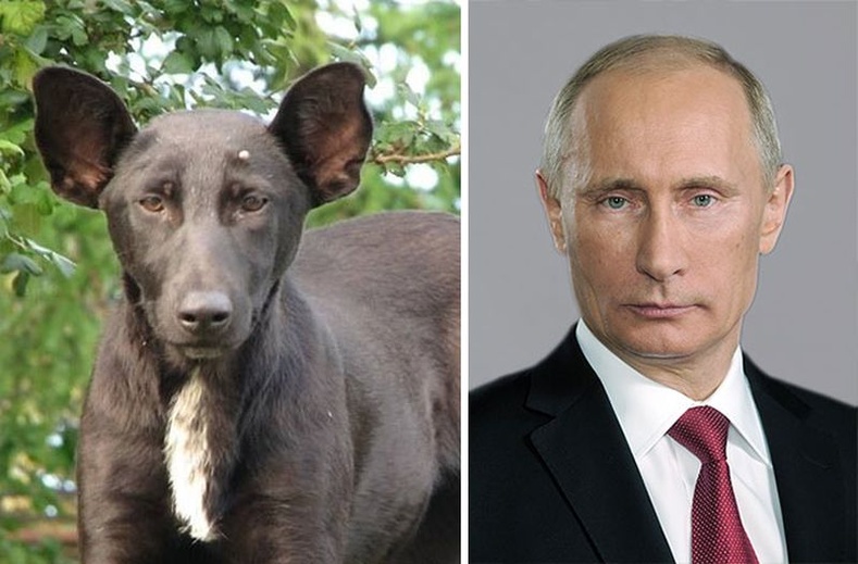 Путин шиг царайтай нохой