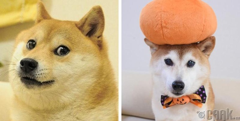 Доге (Doge)