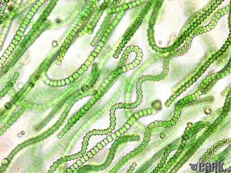 Цианобактери - 2.8 тэрбум жил