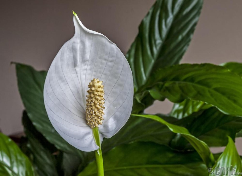 Энхийн сараана цэцэг - "Spathiphyllum"