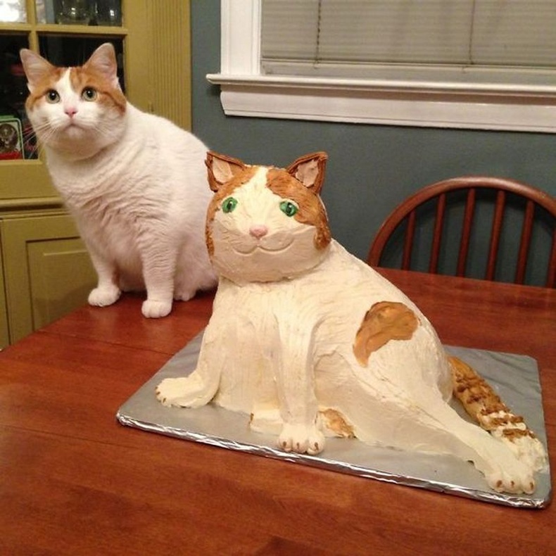 Муураа дууриалгаж бялуу хийсэн нь