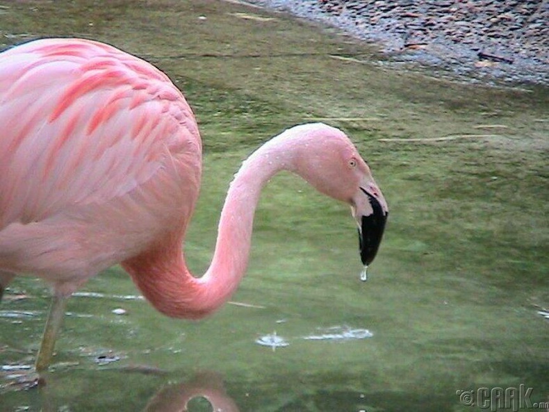 Гол иддэг хоол болох сам хорхой, хавчнуудаас шалтгаалж фламинго ягаан өнгөтэй болжээ