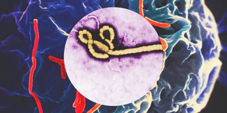 Эбола (Ebola virus disease)