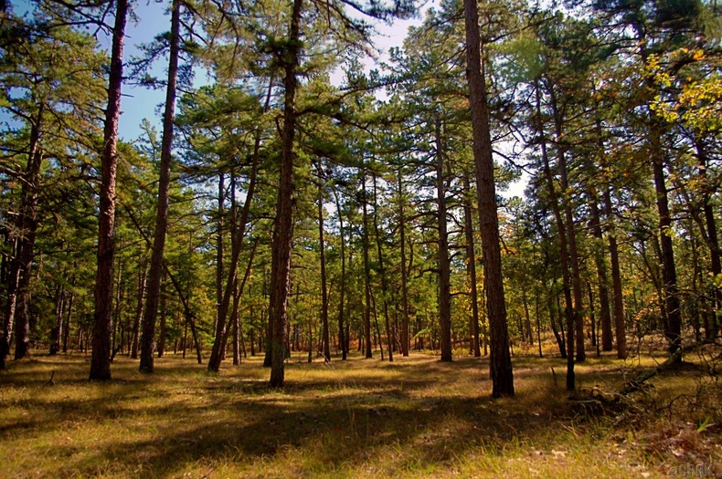 Нью Жерсийн “Pine Barrens”