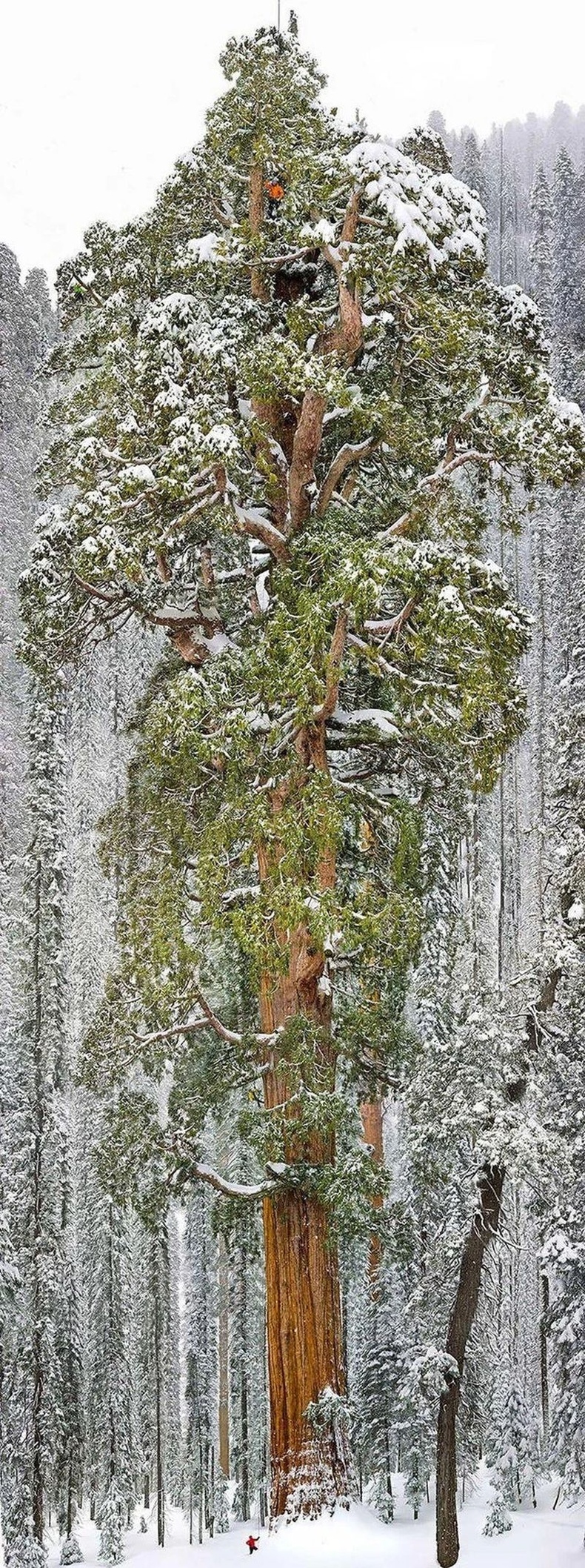 Калифорнийн аварга секвойа мод