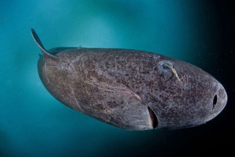 512 настай энэхүү Гренландын аварга загас бол дэлхий дээрх хамгийн "хөгшин" сээр нуруутан юм