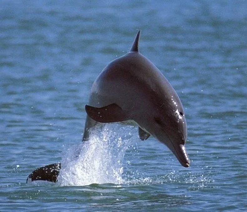 Япончууд дельфины махыг амтархан иддэг