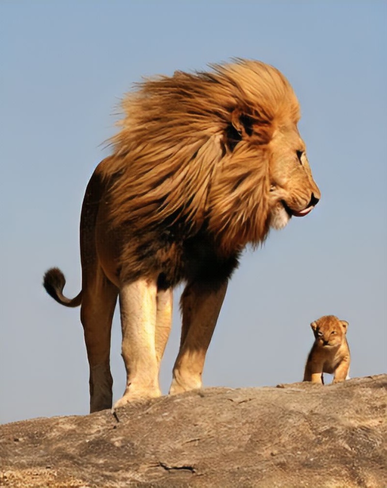 Гүегийнхээ хамт хадан цохион дээр зогсож буй арслан - Серенгетийн үндэсний парк, Танзани