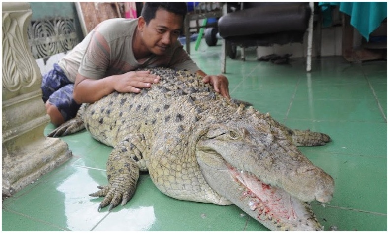 200 кг жинтэй матар тэжээдэг Индонези гэр бүл "эрх" амьтандаа шинэ усан сан барьж өгнө
