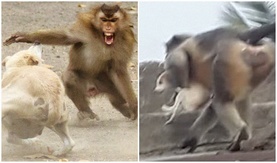 Энэтхэгт сармагчингууд 250 нохойг өндрөөс шидэн хөнөөжээ