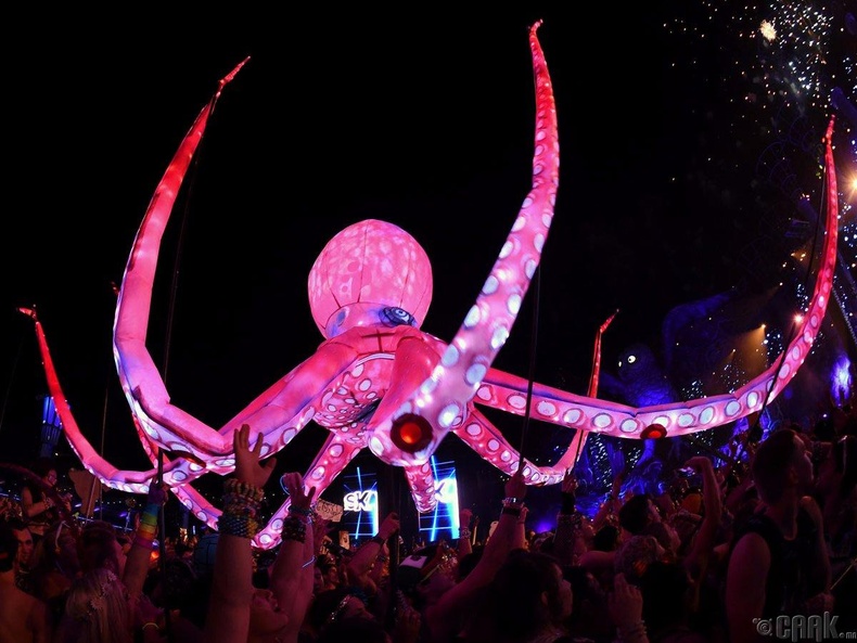 “The Electric Daisy Carnival”