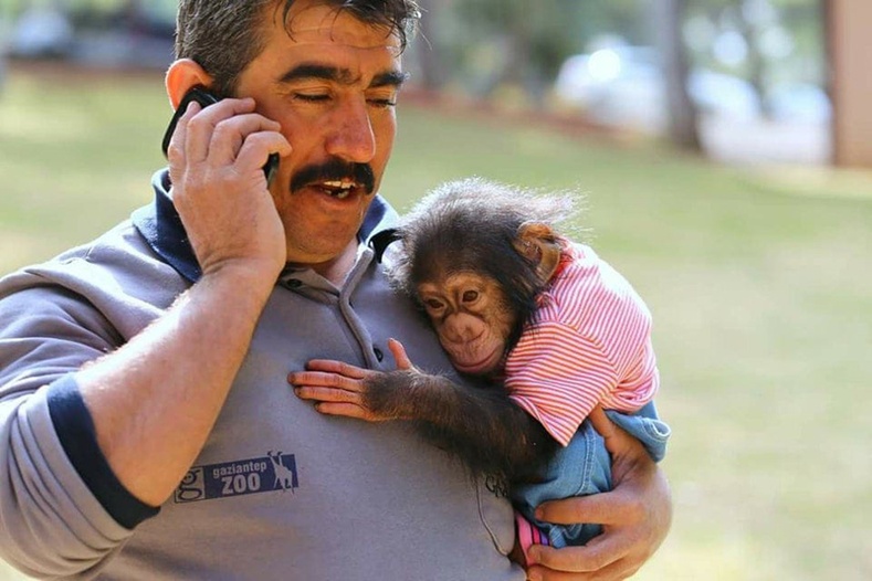 Энэ шимпанзе хүрээлэнгийн ажилтныг ээжийгээ хэмээн бодох болжээ