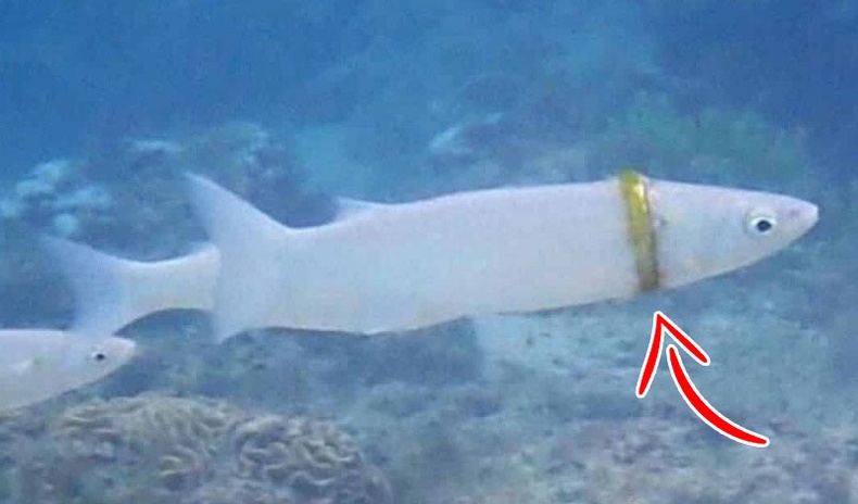 Австрали хосын жилийн өмнө гээсэн хуримын бөгжийг нэгэн загас "зүүж" явааг илрүүлжээ