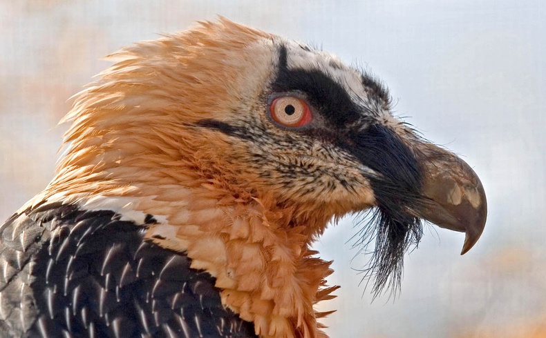 Монголын хамгийн сүрлэг шувуу, "ясаар хооллогч" ёлын тухай сонирхолтой 10 баримт