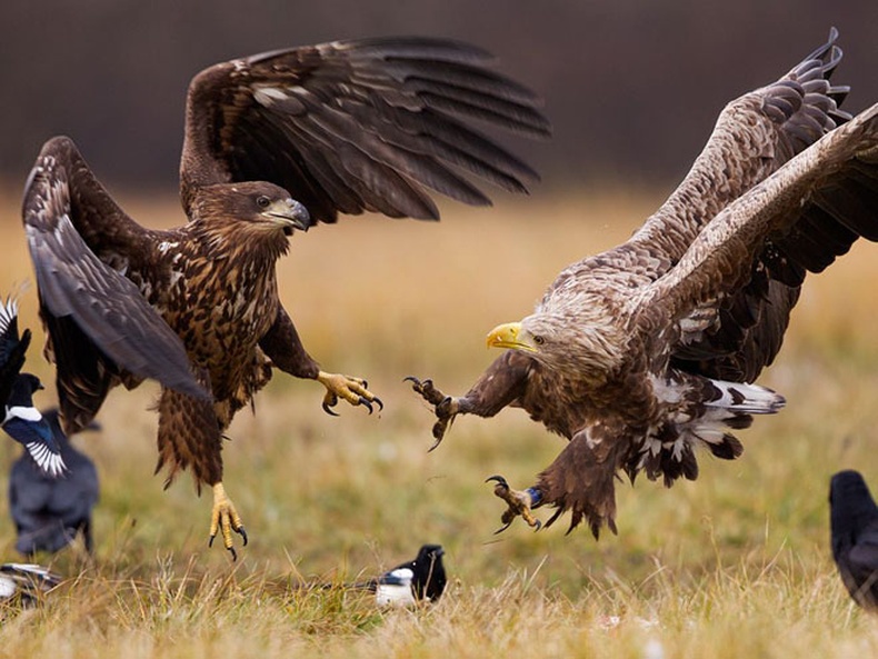 National Geographic-ийн 2-р сарын шилдгүүд