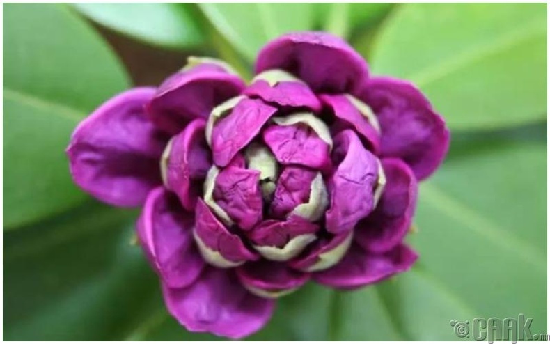 Далийн ягаан (Rhododendron)
