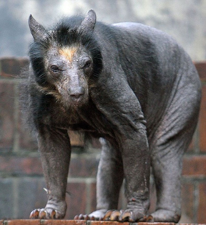 Халзрах өвчин туссан Долорес хэмээх энэхүү баавгай Германы Лайпцигийн амьтны хүрээлэнд амьдардаг