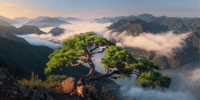 Солонгосын хамгийн эртний бөгөөд хамгийн алдартай энэхүү нарс мод нь хэд хэдэн тайфун, хар салхийг давж гарчээ