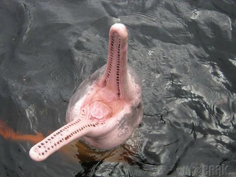 Дельфин хүний амь авардаггүй