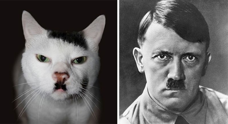 Дарангуйлагч төрхтэй муур Гитлерийг санагдуулна