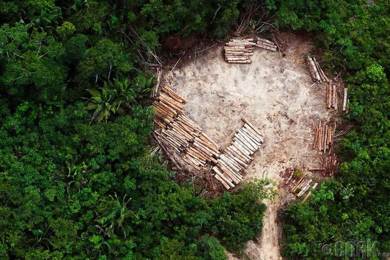 Модны хулгайчдын үлдээсэн мөр, Амазоны ой