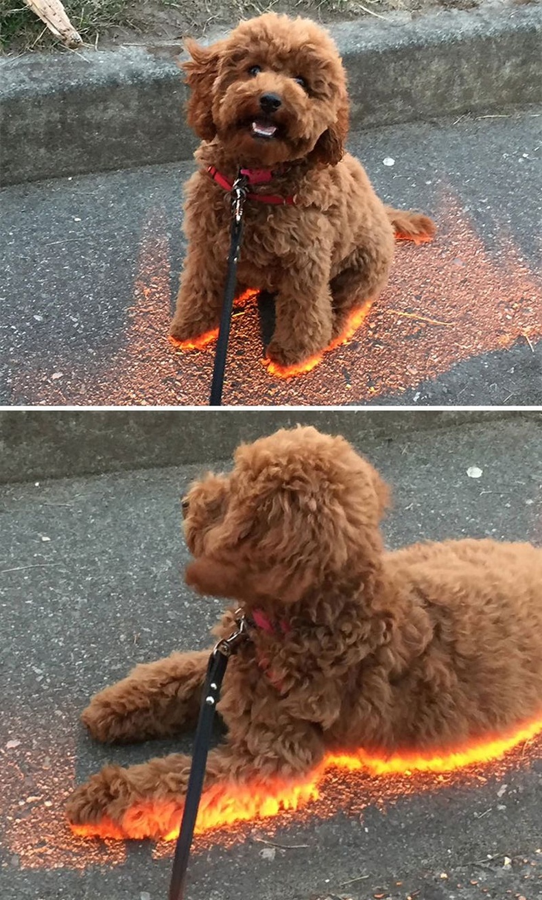 Машины доогуур тусах нарны туяанд гэрэлтэх Лили нохой