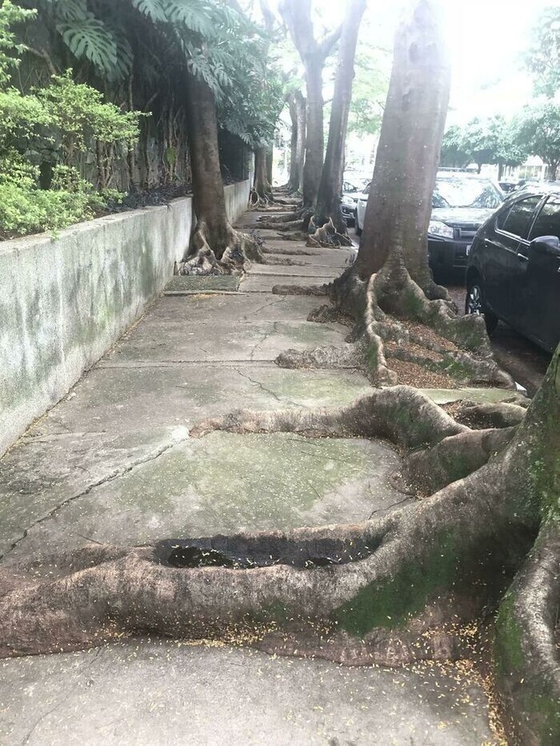 Сан Паулу хотын явган хүний зам ширэнгийн моддын үндсэнд хүчин мөхөстжээ