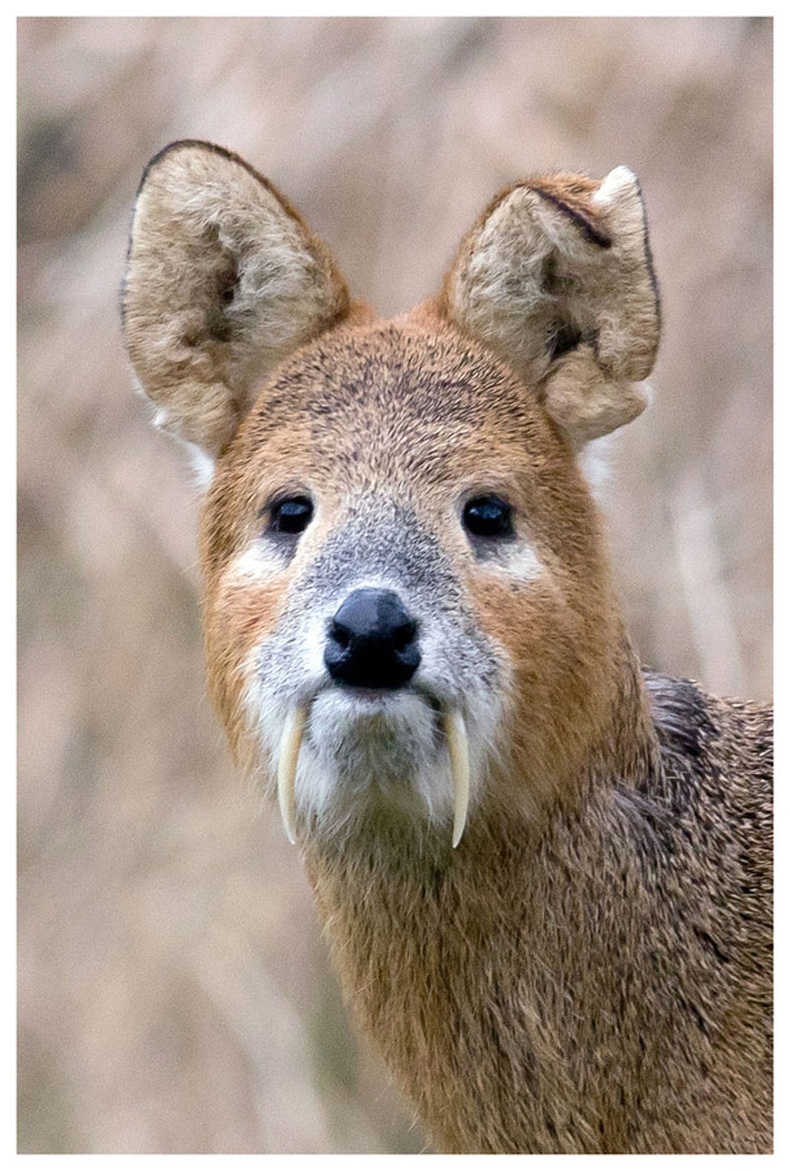 Баданга хүдэр (Moschus moschiferus Linnaeus)