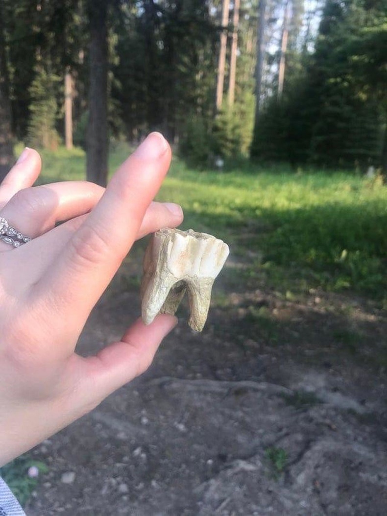 Энэ том шүд хүнийх биш, харин цаа бугынх гэнэ