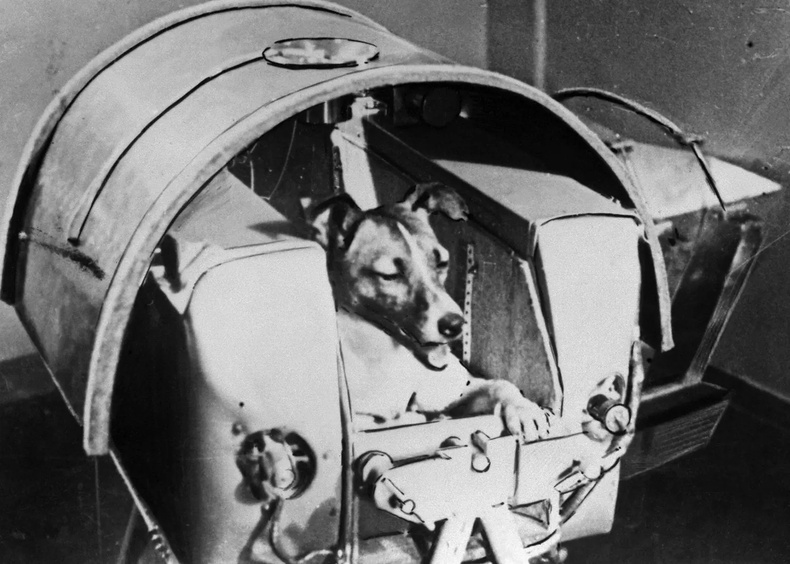 1957 он: Лайка нэртэй нохой дэлхийн тойрог замд гарсан анхны амьд амьтан болжээ