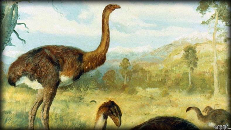 Аварга шувуу Моа Динорнис робустус (Моа, Dinornis robustus)